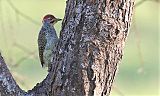 Nubian Woodpecker